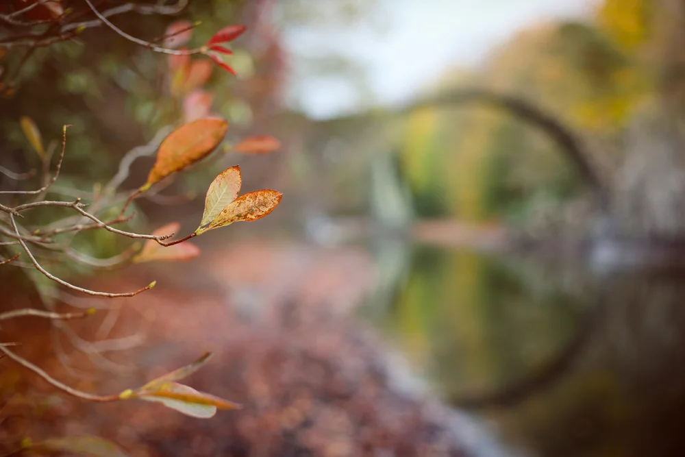 Flora & Fauna – Fotos von Lindana Photographie